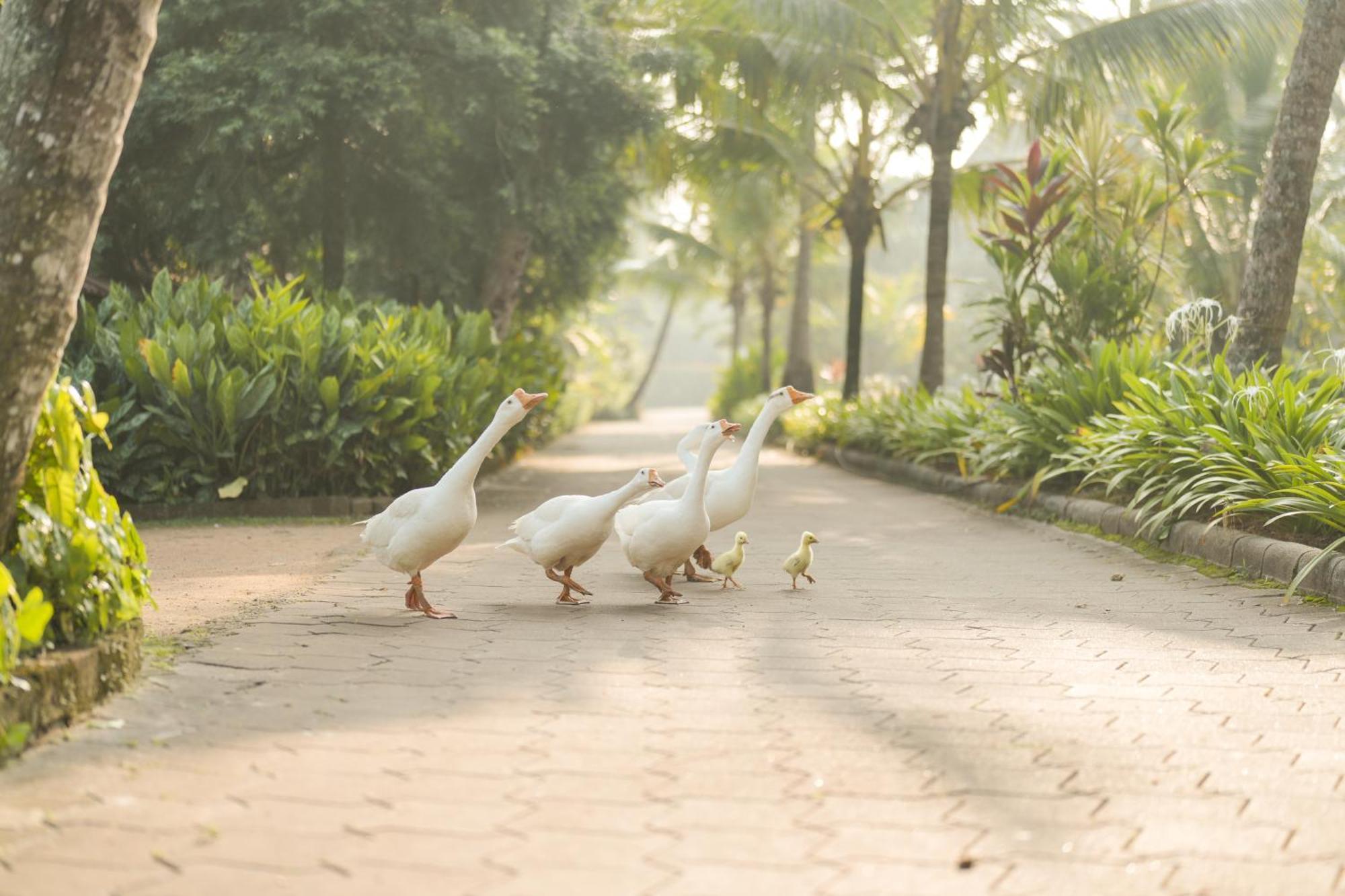 Lakesong Resort Kumarakom Εξωτερικό φωτογραφία